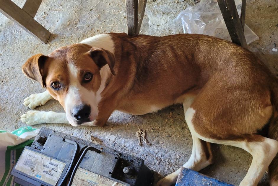 Discovery alert Dog Female , 3 years Bayac France