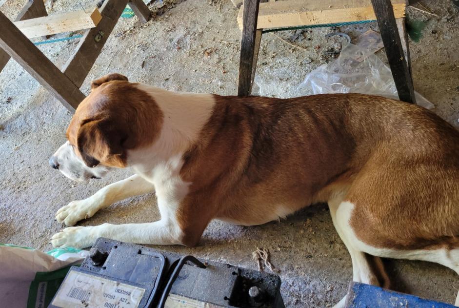 Discovery alert Dog Female , 3 years Bayac France