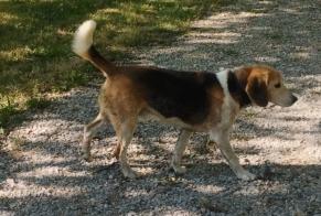 Discovery alert Dog miscegenation  Male Saint-Sozy France