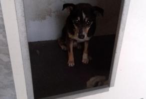 Discovery alert Dog miscegenation  Male Le Neubourg France