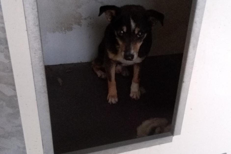 Discovery alert Dog miscegenation  Male Le Neubourg France