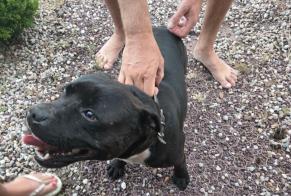 Discovery alert Dog  Male Bergères-lès-Vertus France