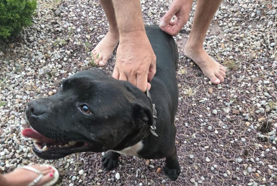 Discovery alert Dog  Male Bergères-lès-Vertus France