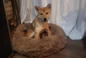 Disappearance alert Dog  Female , 10 years Sparsbach France