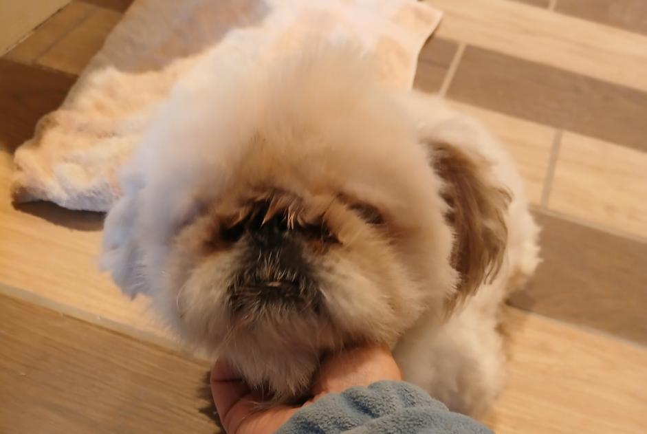 Discovery alert Dog  Male Le Ribay France