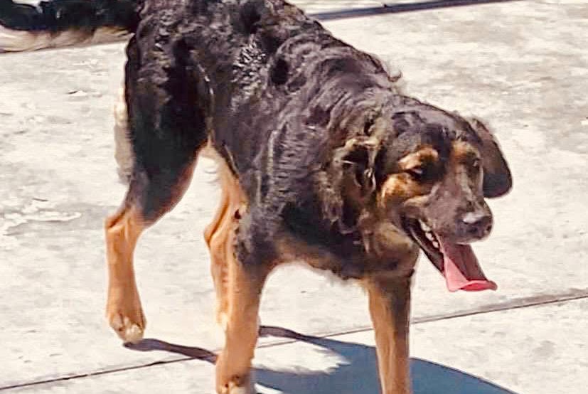 Disappearance alert Dog Female , 2 years Calais France