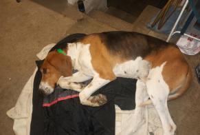Discovery alert Dog  Male Saint-Maurice-lès-Couches France