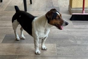 Discovery alert Dog  Male Foix France