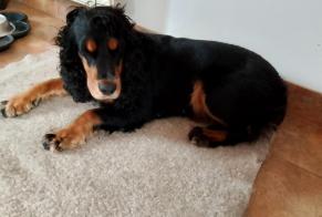 Disappearance alert Dog  Female , 4 years Montaigu-Vendée France