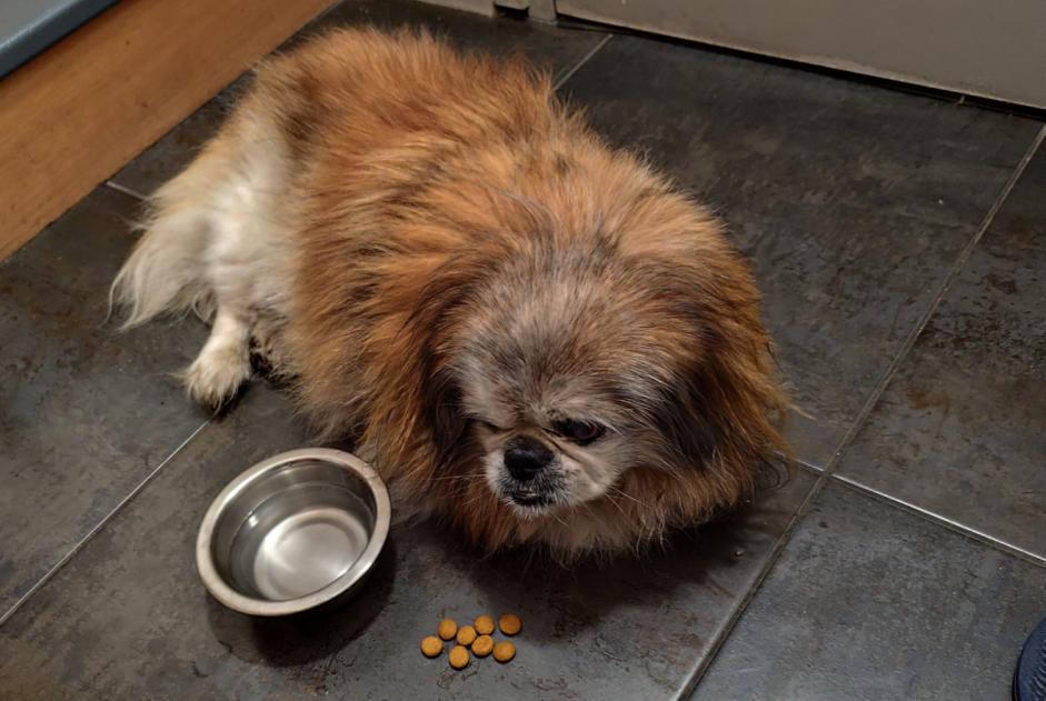 Discovery alert Dog  Male Larmor-Plage France