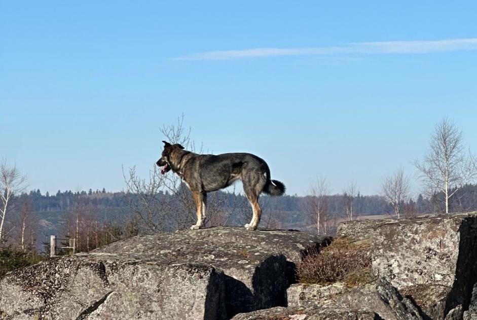 Disappearance alert Dog miscegenation  Female , 6 years La Rosière France