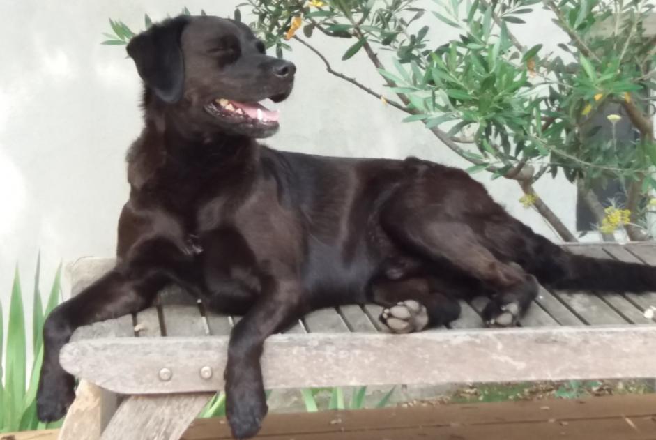 Alerta de Desaparición Perro cruce  Macho , 12 años Marignane Francia