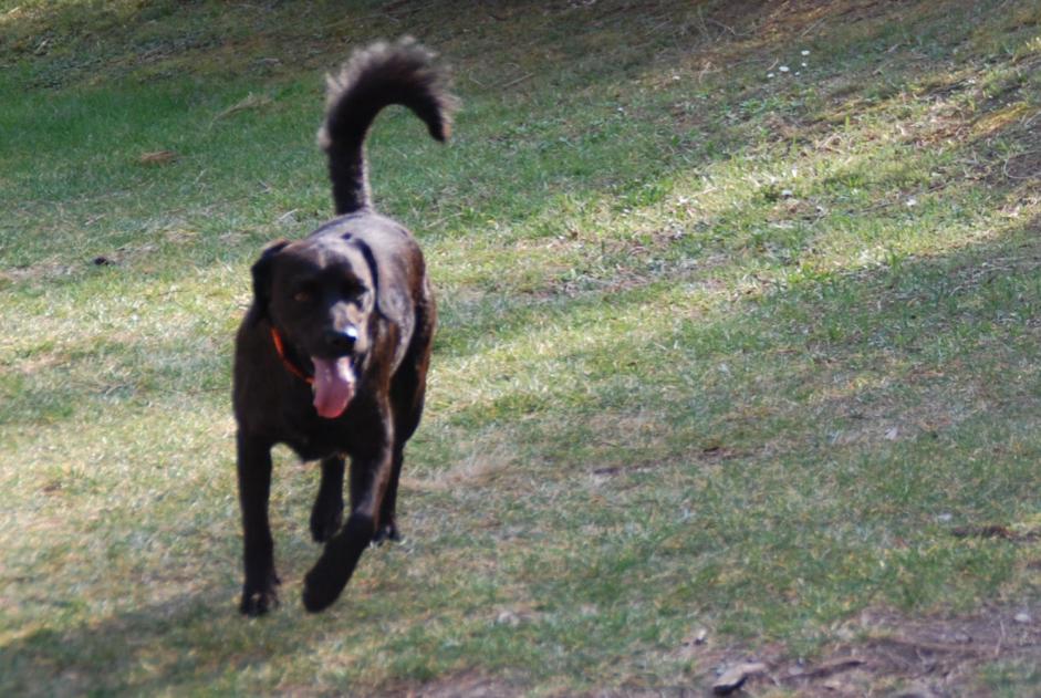 Alerta de Desaparición Perro cruce  Macho , 12 años Marignane Francia