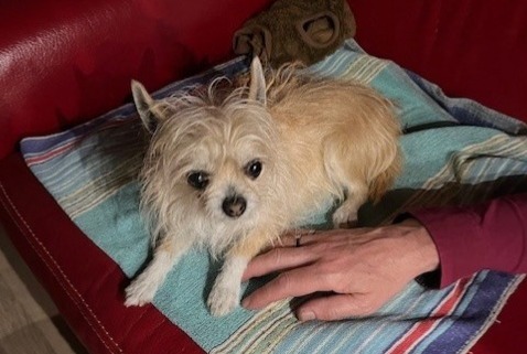 Alerta de Hallazgo Perro  Hembra Saint-Germain-lès-Arpajon Francia