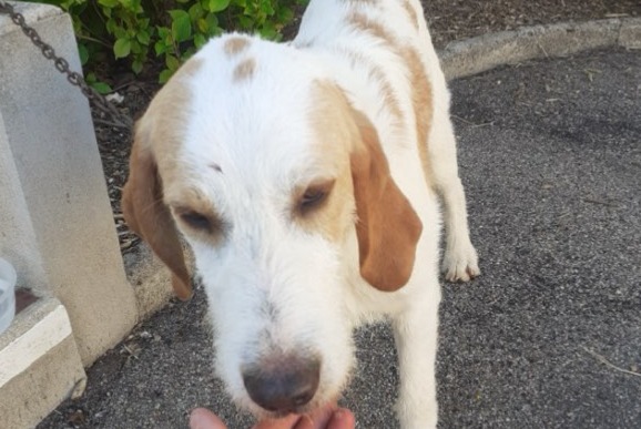 Alerta de Desaparición Perro cruce  Macho , 1 años Champlay Francia