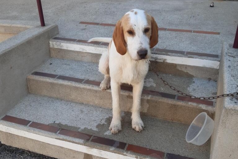 Alerta de Desaparición Perro cruce  Macho , 1 años Champlay Francia