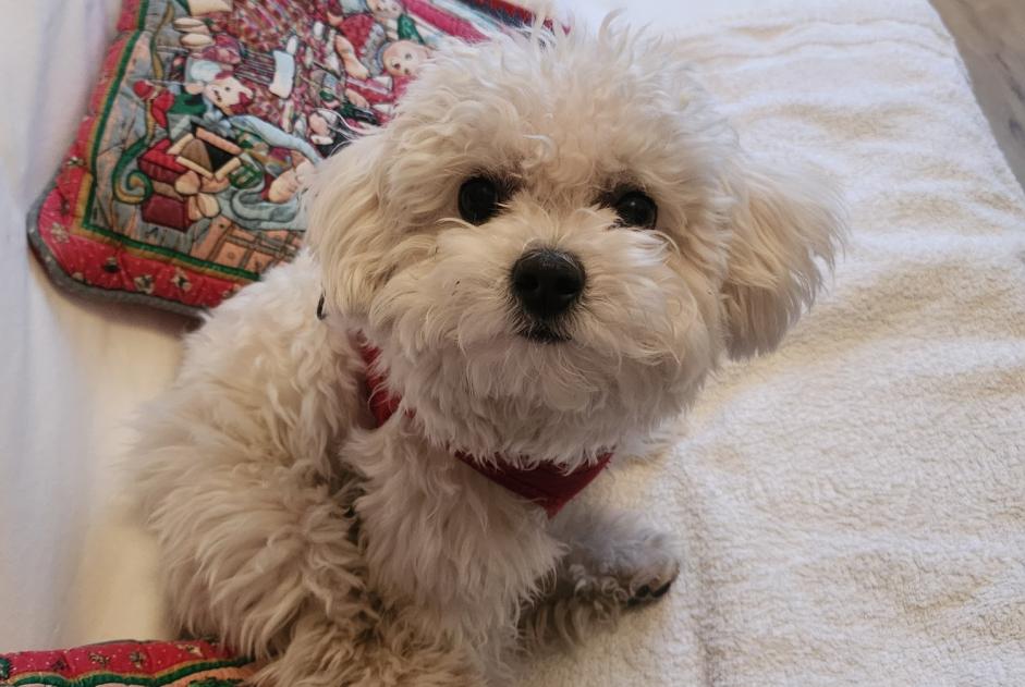 Alerta de Desaparición Perro  Hembra , 0 años Beaumes-de-Venise Francia