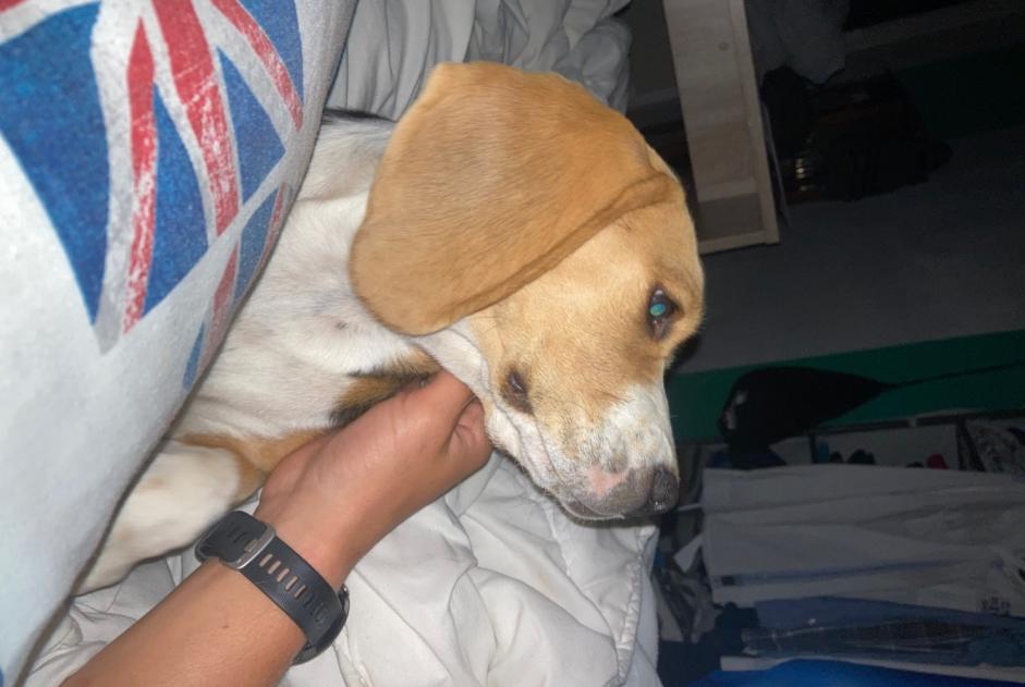 Alerta de Desaparición Perro  Hembra , 0 años Anché Francia