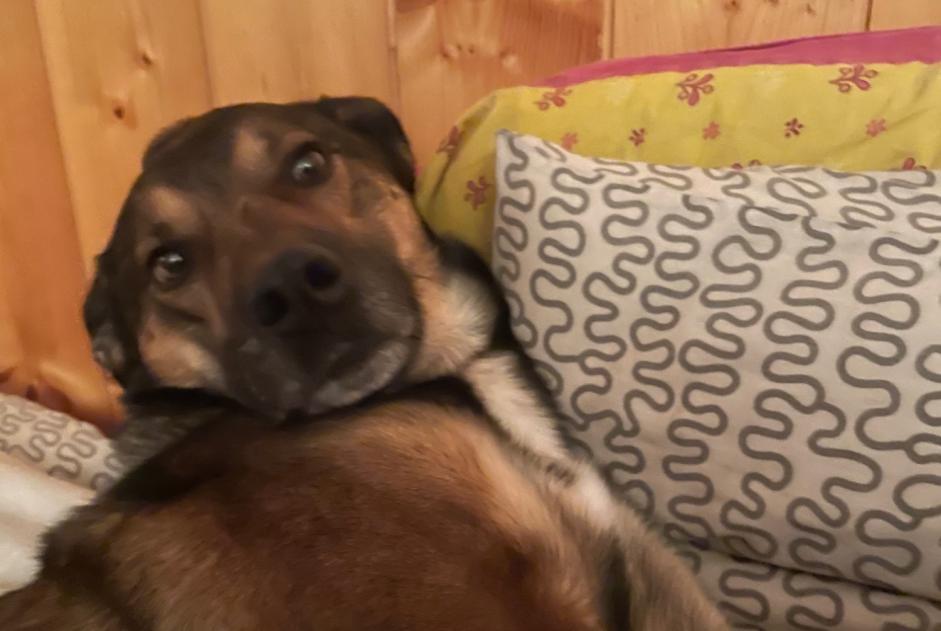 Alerta de Desaparición Perro cruce  Macho , 10 años Verson Francia