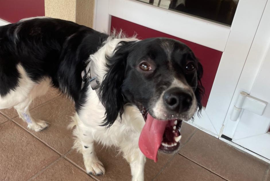 Alerta de Hallazgo Perro Macho , 3 años Saint-Pierremont Francia