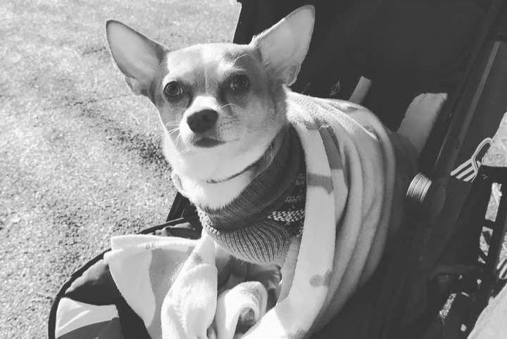 Alerta de Desaparición Perro  Macho , 11 años Le Cannet Francia