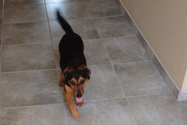 Alerta de Hallazgo Perro cruce  Hembra Le Fossat Francia