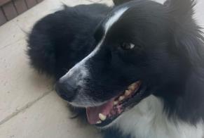 Alerta de Hallazgo Perro Desconocido Fonsorbes Francia