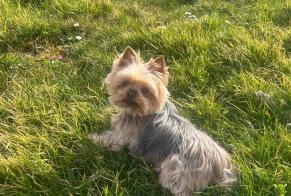 Alerta de Desaparición Perro  Hembra , 11 años Le Clerjus Francia