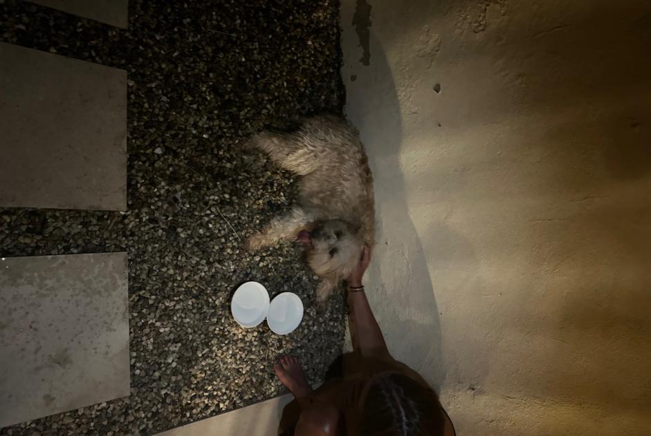 Alerta de Hallazgo Perro cruce  Hembra , 5 años Eymet Francia