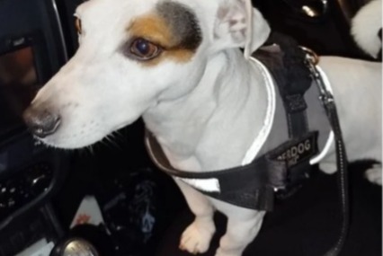 Alerta de Desaparición Perro  Macho , 10 años Grasse Francia