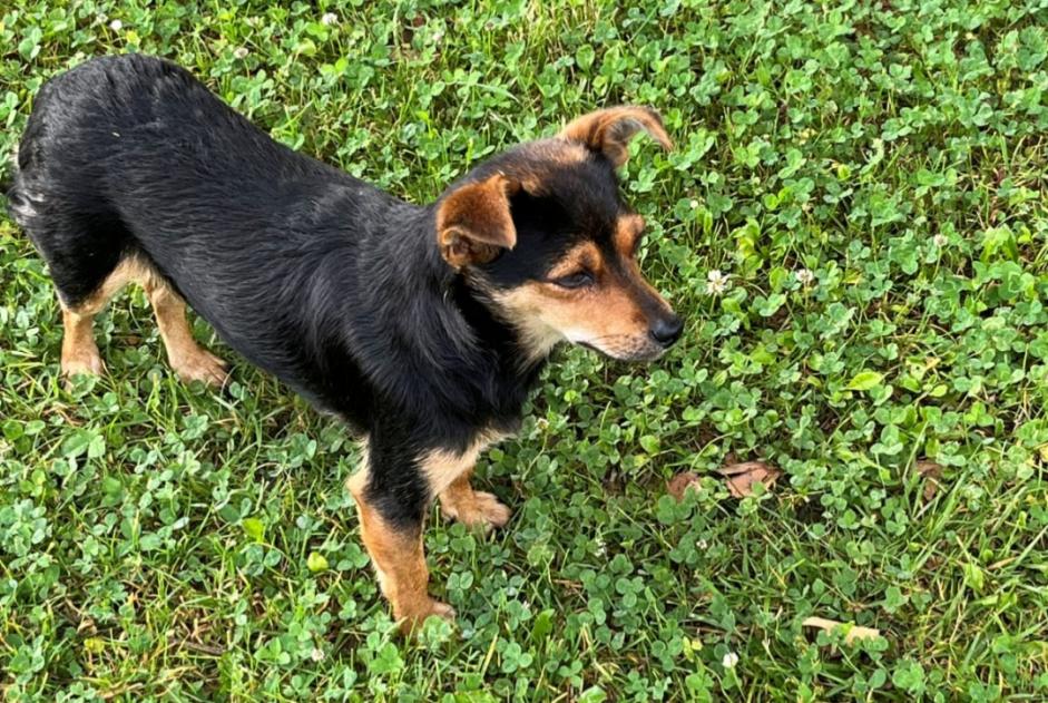 Alerta de Hallazgo Perro Desconocido L'Hôpital-d'Orion Francia