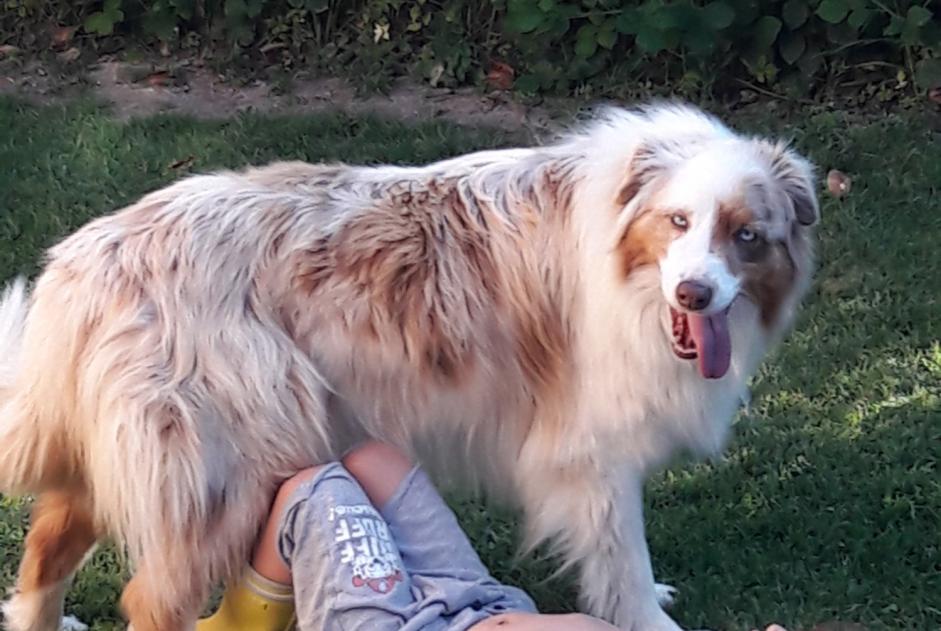 Alerta de Desaparición Perro  Hembra , 11 años Albias Francia