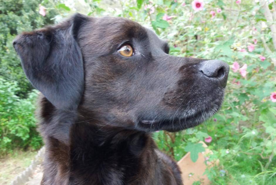 Alerte Disparition Chien croisement  Mâle , 12 ans Marignane France