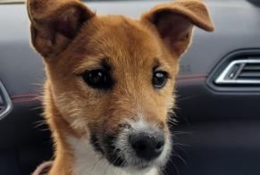 Alerte Disparition Chien croisement  Mâle , 1 ans Pernes-les-Fontaines France