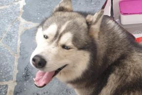 Alerte Découverte Chien Mâle Recquignies France