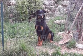 Alerte Découverte Chien Femelle Cabriès France
