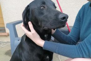 Alerte Découverte Chien Inconnu Angeville France