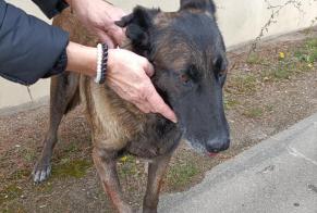 Alerte Découverte Chien  Inconnu Ormoy France
