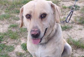 Alerte Découverte Chien croisement  Mâle Saint-Bénézet France