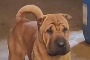 Alerte Disparition Chien  Femelle , 2 ans Plestan France