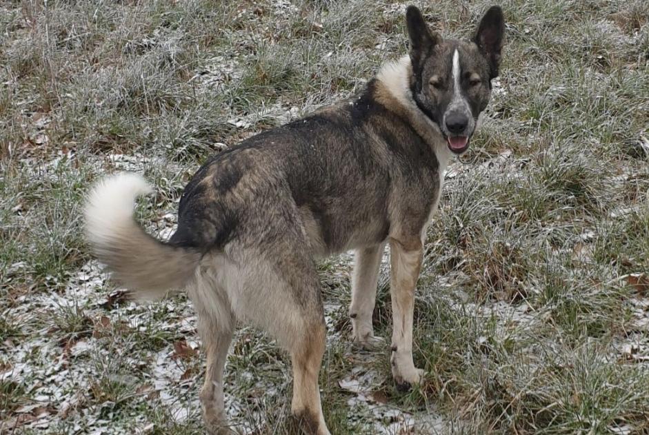 Alerte Disparition Chien croisement  Mâle , 5 ans Colombies France