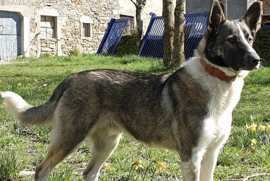 Alerte Disparition Chien croisement  Mâle , 5 ans Colombies France