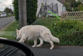Alerte Découverte Chien Inconnu Issoudun France