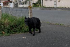 Alerte Découverte Chien Inconnu Issoudun France