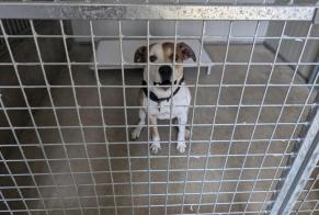 Alerte Découverte Chien croisement  Mâle Vitré France