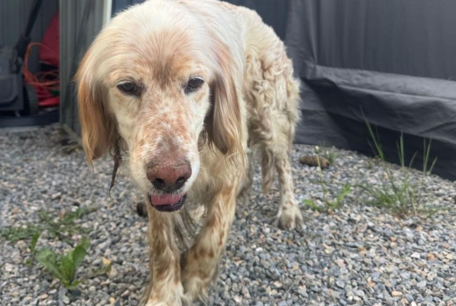 Alerte Découverte Chien Mâle Bordères-sur-l'Échez France