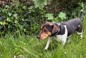 Alerte Découverte Chien croisement  Mâle Breuillet France