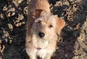 Alerte Disparition Chien  Femelle , 5 ans Pléhédel France
