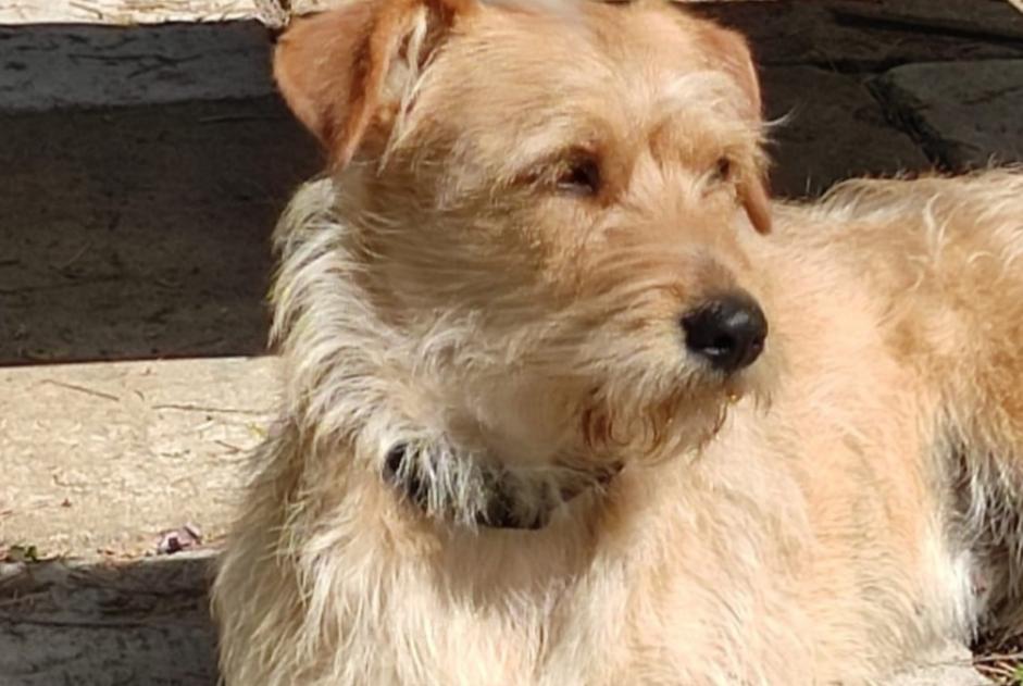 Alerte Disparition Chien  Femelle , 5 ans Pléhédel France