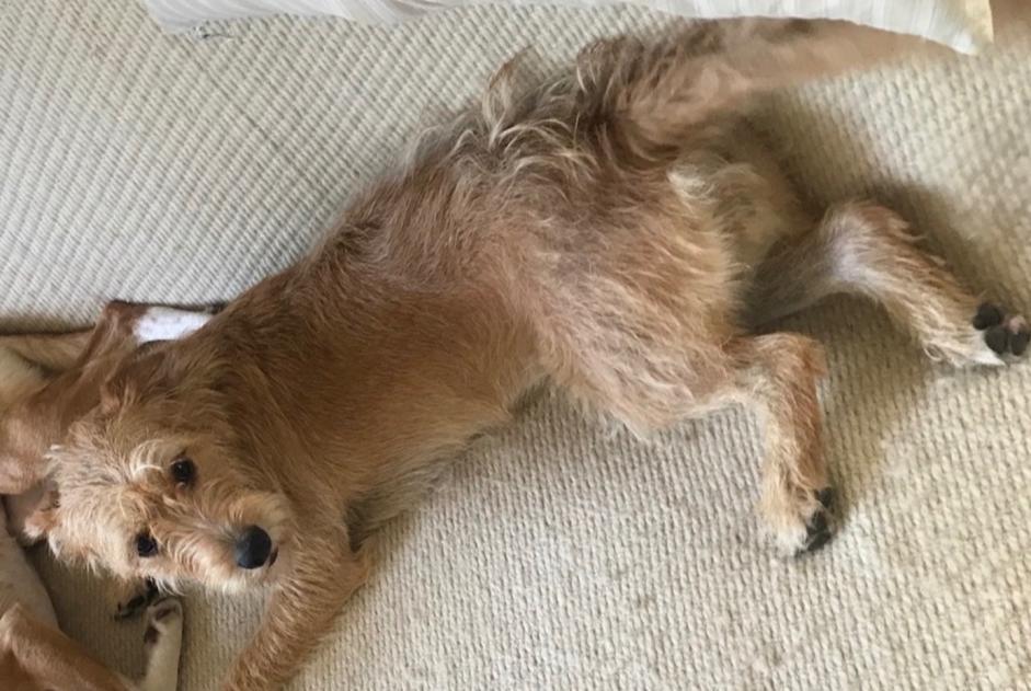Alerte Disparition Chien  Femelle , 5 ans Pléhédel France